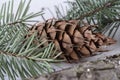 Texture of pine bark