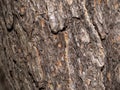 The texture of the pine bark glistens under the bright rays of the sun Royalty Free Stock Photo