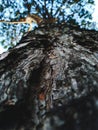 Texture of pine bark. Tree or pine in the forest. Background of tree bark