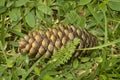 Texture pine cone lies in the grass