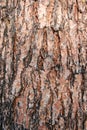 Texture pine tree bark Royalty Free Stock Photo