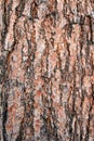 Texture pine tree bark