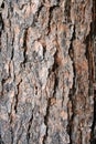 Texture pine tree bark Royalty Free Stock Photo