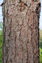 Texture pine tree bark Royalty Free Stock Photo