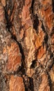 Texture of pine tree bark Royalty Free Stock Photo