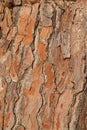 Texture pine tree bark, detailed shot. Natural pine tree bark abstract background Royalty Free Stock Photo