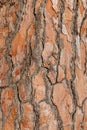 Texture pine tree bark, detailed shot. Natural pine tree bark abstract background Royalty Free Stock Photo