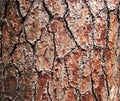 Texture pine tree bark Royalty Free Stock Photo