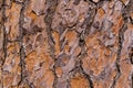 Texture of pine tree bark Royalty Free Stock Photo
