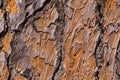 Texture of pine tree bark Royalty Free Stock Photo