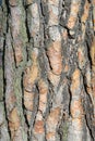 Texture pine tree bark Royalty Free Stock Photo