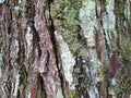 Texture of pine tree trunk bark photographed closeup Royalty Free Stock Photo