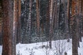 Texture of pine trunks winter forest in snow Royalty Free Stock Photo