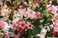 Oleander tree. close up. Istanbul, Turkey