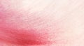 Texture of pink peony flower petal Royalty Free Stock Photo