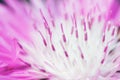 Texture pink petals of cornflower flower, macro photo