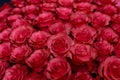 Texture of pink rosebuds tightly folded, a large number