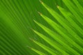 Texture of Plam and coconut leaf as background Royalty Free Stock Photo