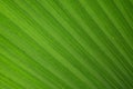 Texture of Plam and coconut leaf as background Royalty Free Stock Photo