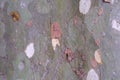 Texture of the plane tree bark, old platan tree crust, sycamore tree. Royalty Free Stock Photo