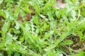 Texture of a plant; green fresh dandelion leaves against a background Royalty Free Stock Photo