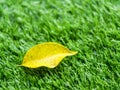 Yellow fall leaf on the artificial grass by shallow depth of fie Royalty Free Stock Photo