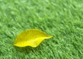 Yellow fall leaf on the artificial grass by shallow depth of fie Royalty Free Stock Photo