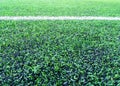 Texture of plastic artificial grass and the rubber pellets on school yard