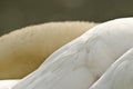 Texture of the plumage of a white swan, feathers clossup Royalty Free Stock Photo