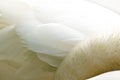 Texture of the plumage of a white swan, feathers clossup Royalty Free Stock Photo