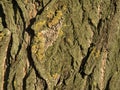 Poplar tree bark Royalty Free Stock Photo