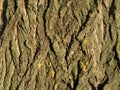 Poplar tree bark Royalty Free Stock Photo