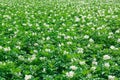 Texture of a potato field Royalty Free Stock Photo