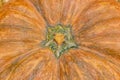 Texture of pumpkins with stalk. Orange ripe pumpkin close-up, food wallpaper background. Pumpkin peel Royalty Free Stock Photo