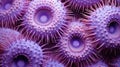 texture purple sea urchins