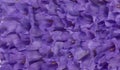 Texture, purple violet liliac flowers, bluebell, bellflowers Jacaranda. Summer background
