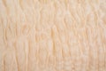 Texture of Quilted Maple Royalty Free Stock Photo