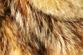 Texture of raccoon fur Royalty Free Stock Photo