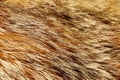 Texture of raccoon fur Royalty Free Stock Photo