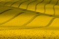 Texture With Rape.Yellow Wavy Rapeseed Field With Stripes. Corduroy Summer Rural Landscape In Yellow Tones.Yellow Rapeseed Field Royalty Free Stock Photo