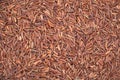 Raw grains of red rice texture Royalty Free Stock Photo
