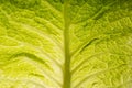 Texture of raw savoy cabbage leaf Royalty Free Stock Photo