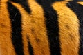 Texture of real tiger skin (fur) Royalty Free Stock Photo