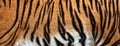 texture of real tiger skin, fur Royalty Free Stock Photo