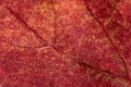 Texture of a red autumn aspen leaf