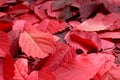 Texture red autumn leaves are scattered around the table Royalty Free Stock Photo