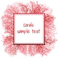 Texture of red coral and frame for text