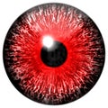 Texture red eye Royalty Free Stock Photo