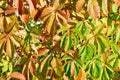 Texture of red and green grape leaves as natural background. Royalty Free Stock Photo