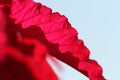 Texture of red leaf on blue background Royalty Free Stock Photo